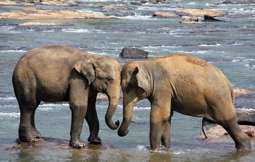 10 Nights 11 Days Tour in Sri Lanaka