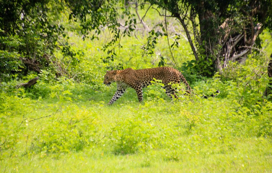 9 Nights 10 Days Tour In Sri Lanka